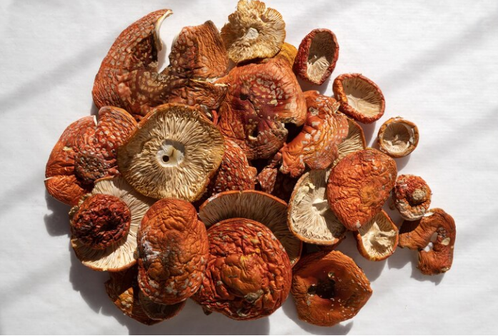 Amanita Muscaria Mushroom