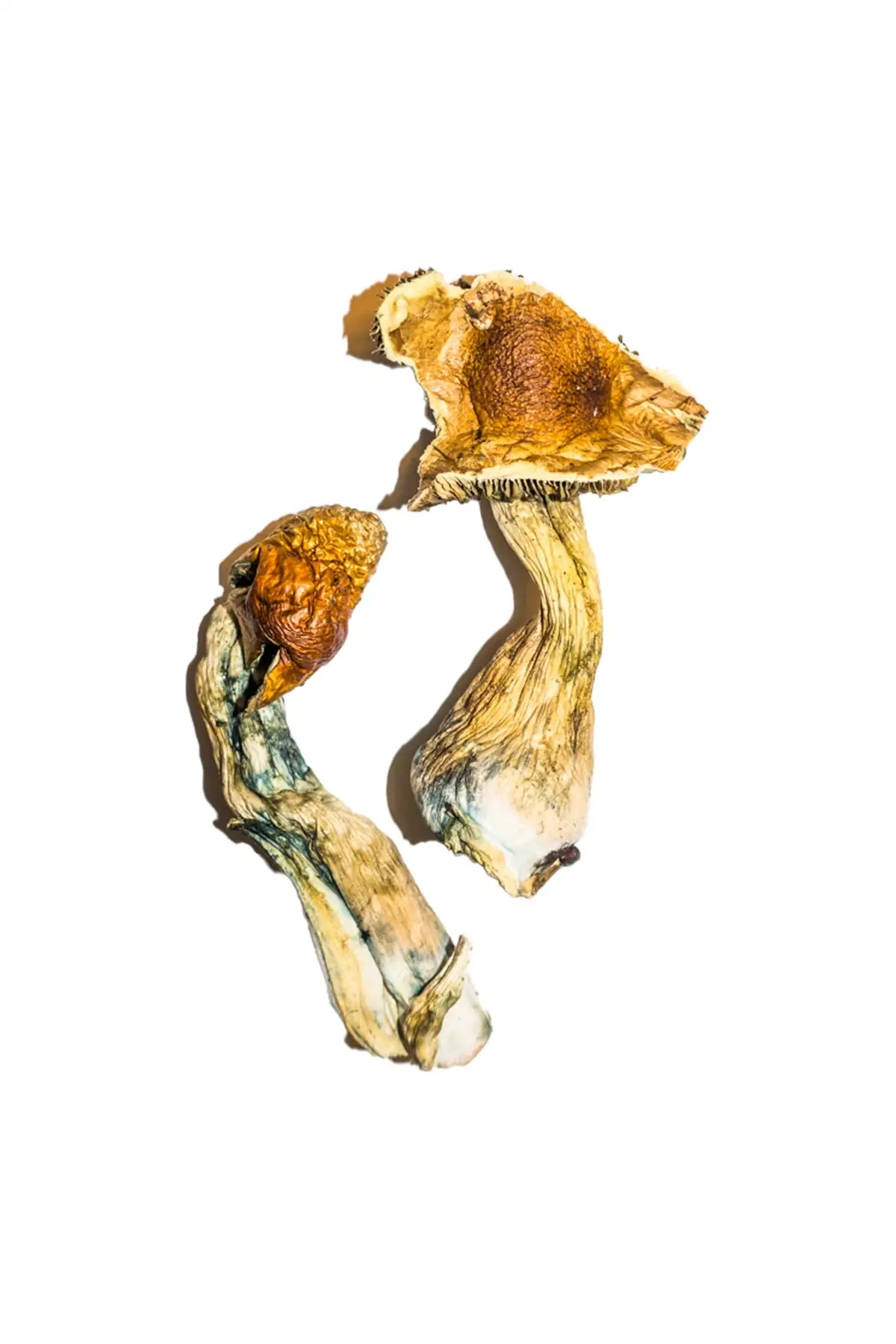B+ Mushrooms - Image 2