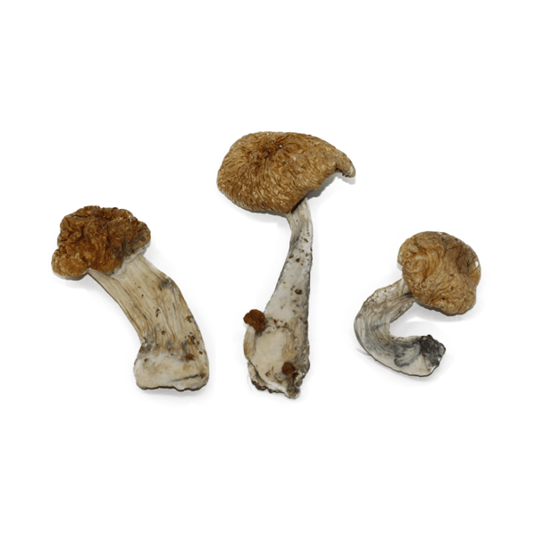 Hawaiian Magic Mushroom