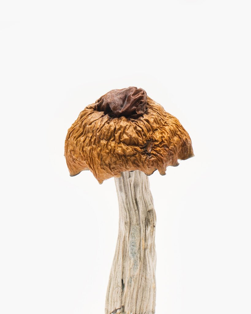 Martinique Mushrooms