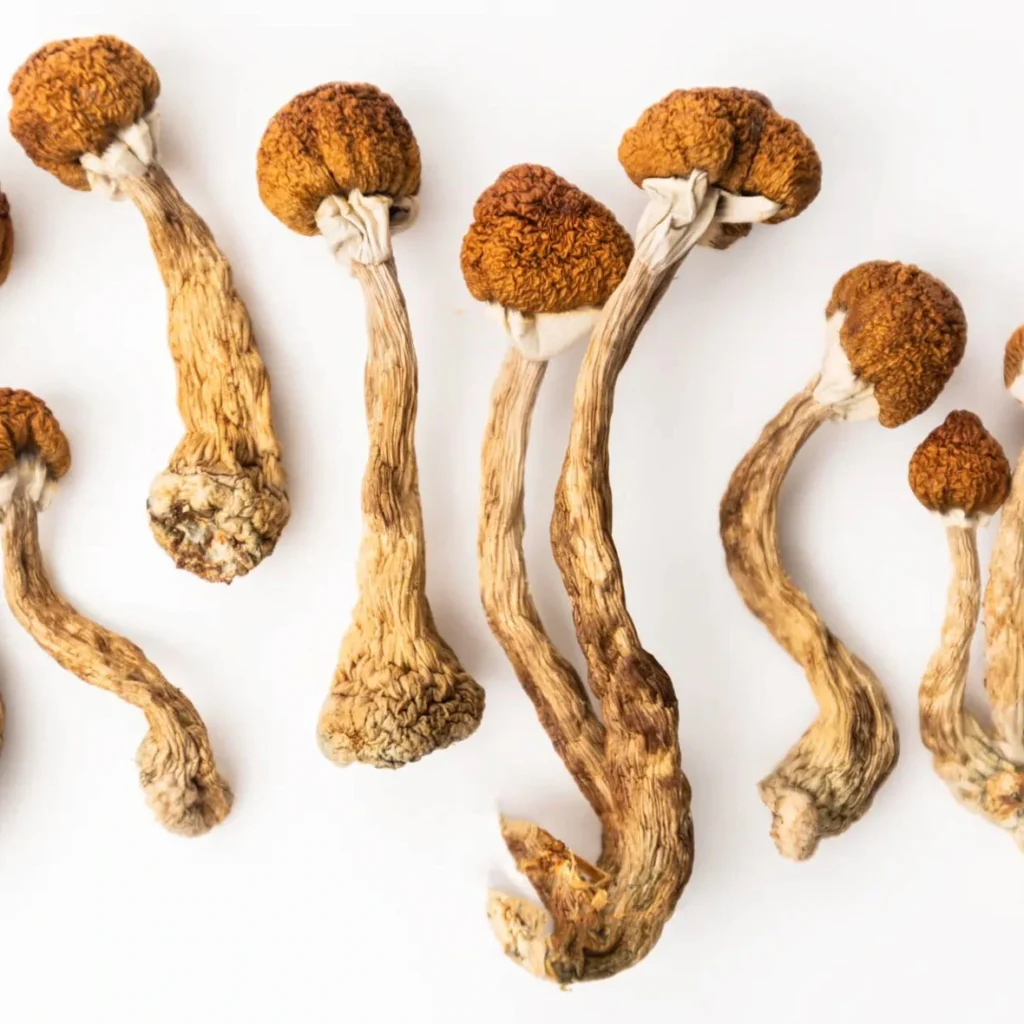Matias Romero Mushrooms