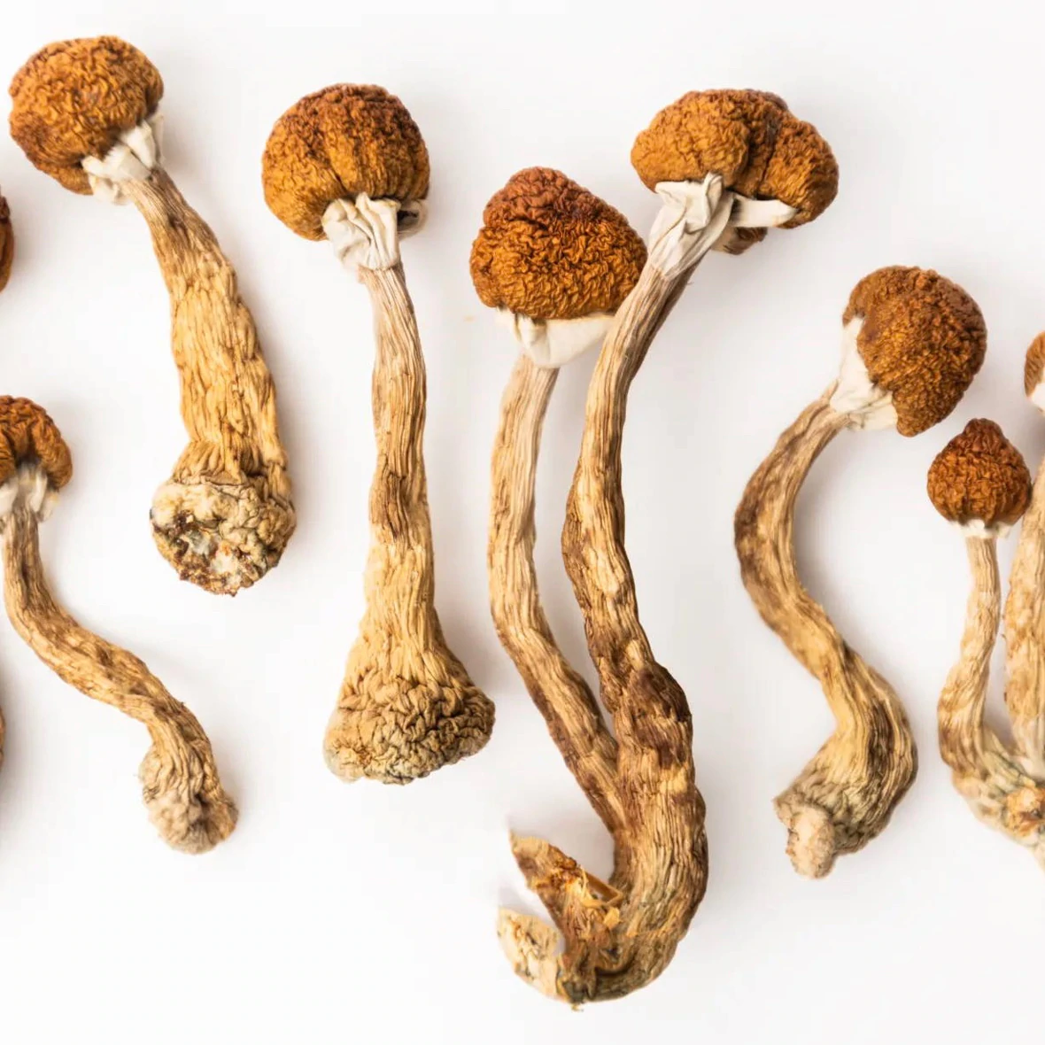 Matias Romero Mushrooms