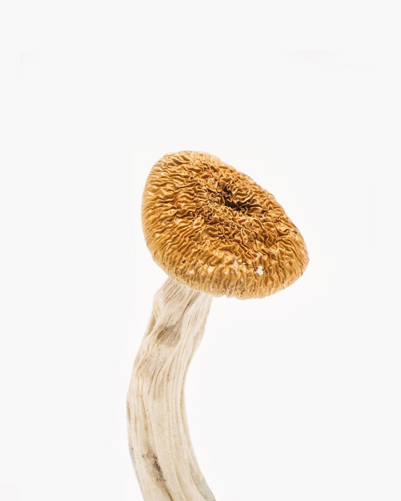 Nepalese Chitwan Mushrooms