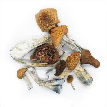 Z-Strain Mushrooms - Image 2
