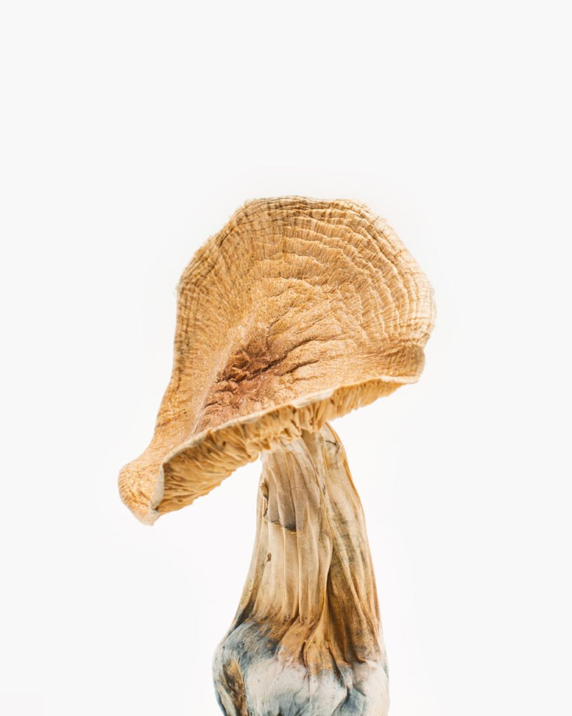 African Transkei Mushrooms