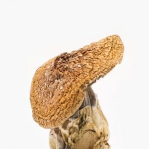 African Pyramid Mushroom