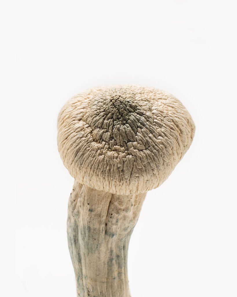 Albino Penis Envy