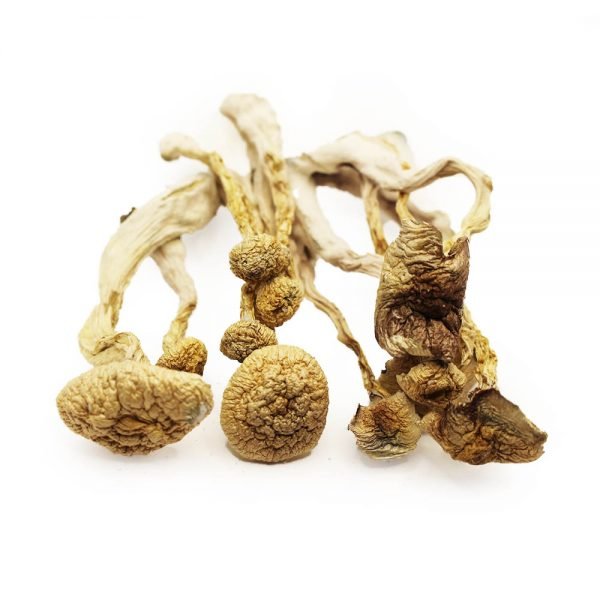Albino Magic Mushroom