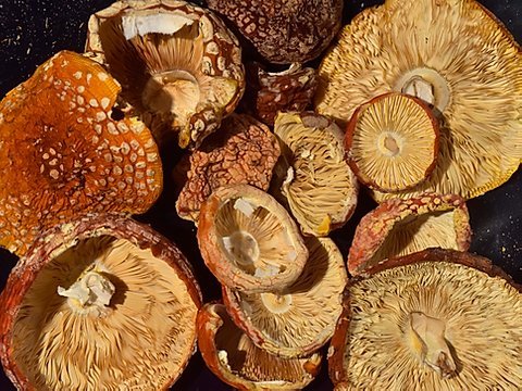 Amanita Muscaria Mushroom - Image 2