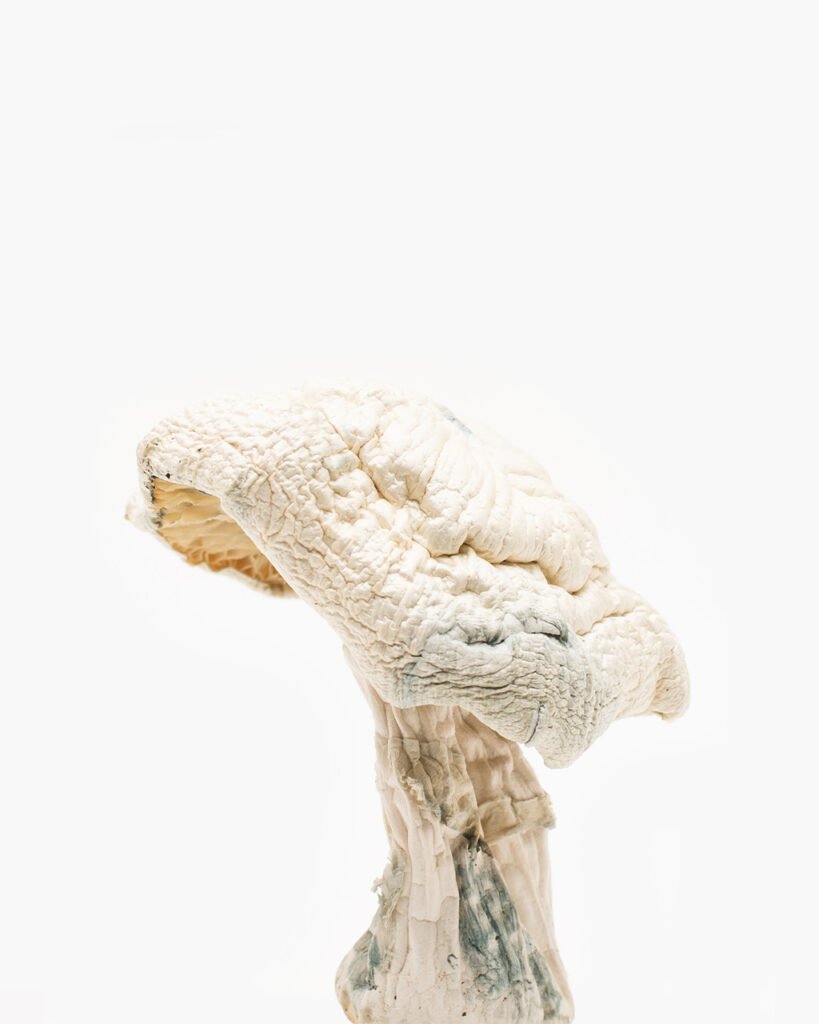 Avery Albino Mushrooms