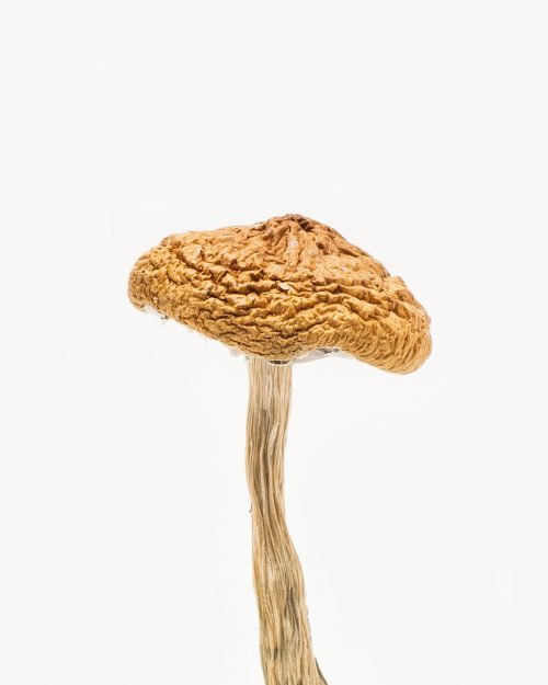 British Columbia Mushrooms