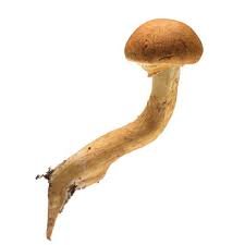 Laughing Gym Mushrooms - Image 2