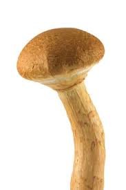 Laughing Gym Mushrooms - Image 3