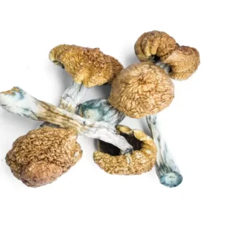 Laughing Gym Mushrooms