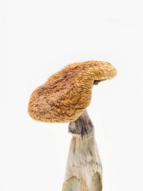 Golden Teacher