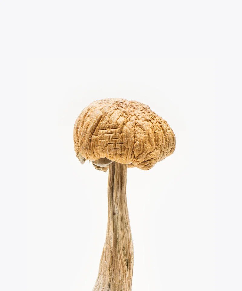 Mexican Mushrooms
